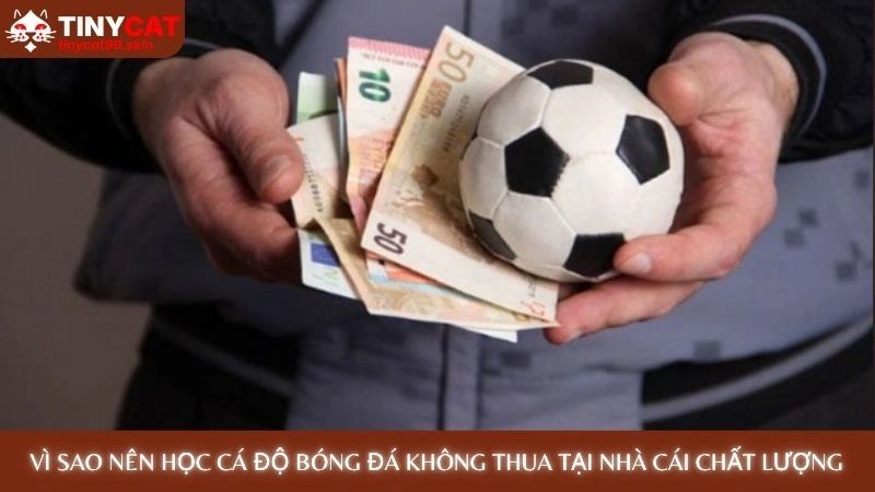 Vì sao nên học cách cá độ bóng đá không thua tại nhà cái chất lượng