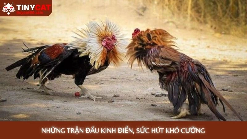 Những trận đấu kinh điển, sức hút khó cưỡng