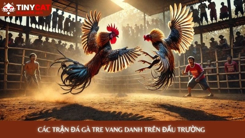 Các trận đá gà tre vang danh trên đấu trường 