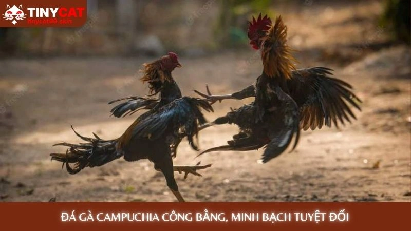 Đá gà Campuchia công bằng, minh bạch tuyệt đối